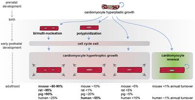 Reawakening the Intrinsic Cardiac Regenerative Potential: Molecular Strategies to Boost Dedifferentiation and Proliferation of Endogenous Cardiomyocytes